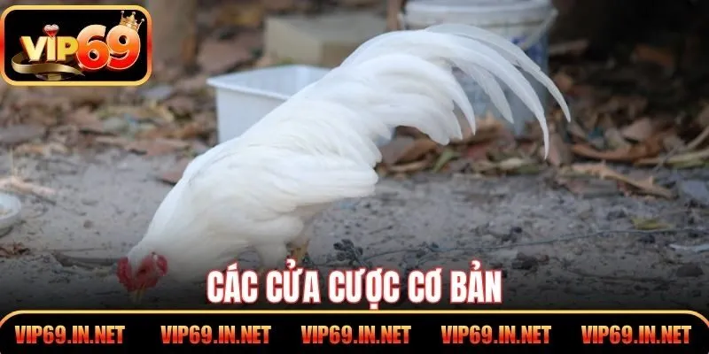 Các cửa cược cơ bản