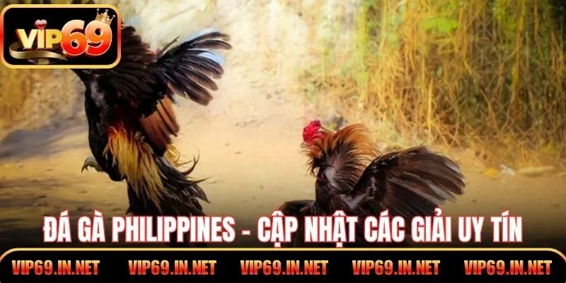 Đá gà Philippines – Cập nhật thường xuyên các giải uy tín