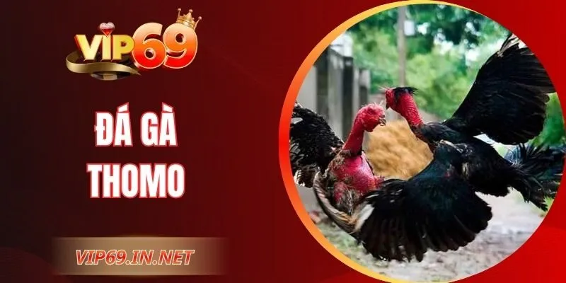 Đá Gà Thomo VIP69 - Kỹ Thuật, Luật Chơi Và Kinh Nghiệm Hay