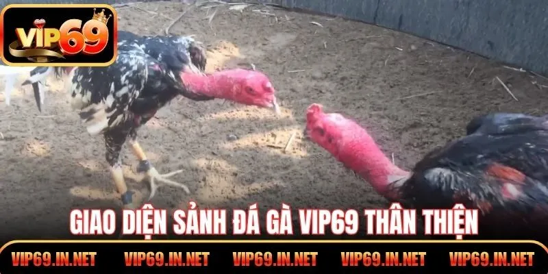 Giao diện sảnh đá gà VIP69 thân thiện