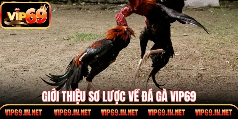 Giới thiệu sơ lược về đá gà VIP69